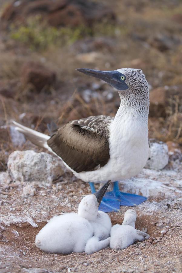 Suite Cielo, Discover The Magic Of Galapagos Пуерто Бакерисо Морено Екстериор снимка